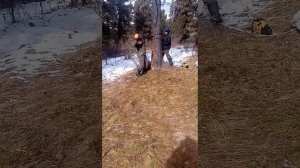 Шишкотряс. Собираем кедровый орех.
