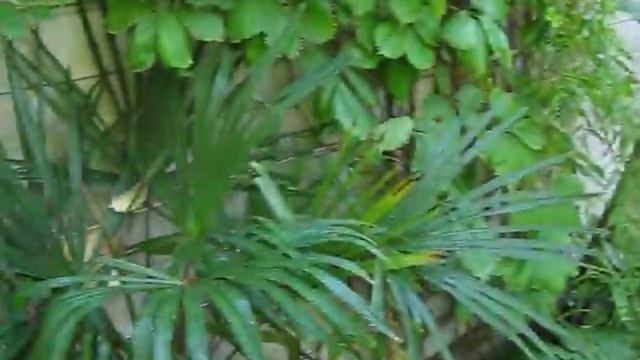 Angel's Trumpet Tree on Salt Spring island смотреть онлайн