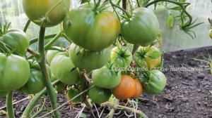 ТОМАТ который НЕ ОПРАВДАЛ СВОЕ НАЗВАНИЕ - ГОРДОСТЬ СИБИРИ