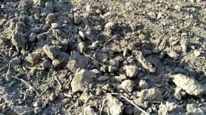 Добиваю поле с чешуёй, поиск с металлоискателем