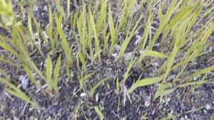 Эксперимент удался! Монтбреция (крокосмия) зимует!