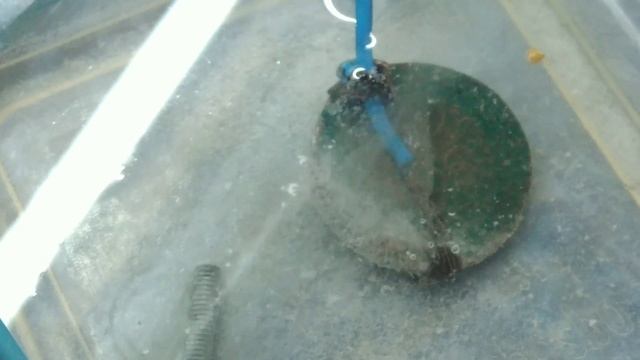 Очищення мідних монет електролізом/Очистка монет с помощью электролиза ! смотреть онлайн