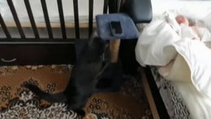 Первая реакция кота на новорожденного ребенка