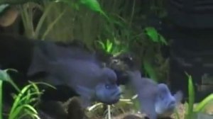 львиноголовые цихлиды