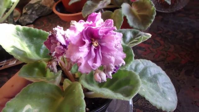 фиалочки в апреле - цветение начинается смотреть онлайн