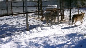 Зооправо.Просто люди.Приют "Чертог Волка"