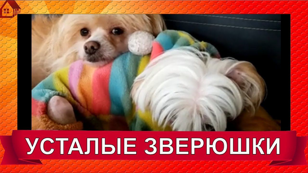 Спят усталые зверюшки СМЕШНЫЕ СОБАКИ  #SHORTS