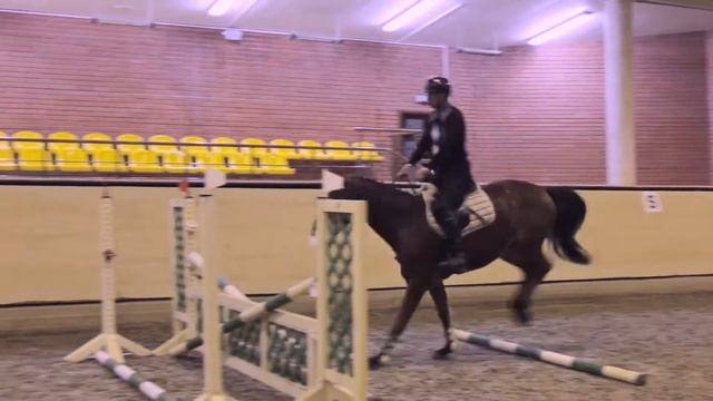 Продажа лошадей. Купить коня. Ганноверская порода. Квентин. ПХ "Бреч" смотреть онлайн