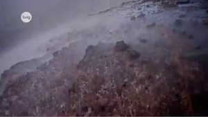 Что такое экосистема