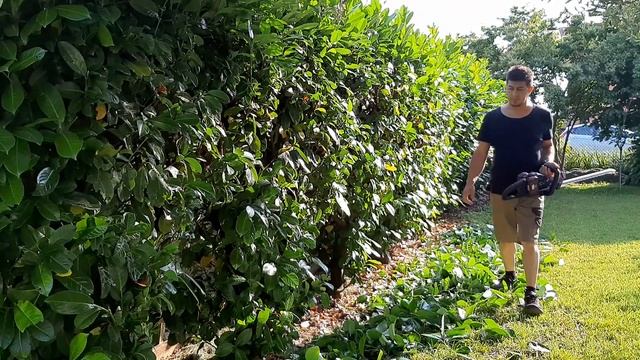 Tagliasiepi Parkside X40V #Performance PPHSA 40 prova di taglio su siepe #parkside #tagliasiepi смотреть онлайн