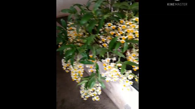 Espetacular floração do Dendrobium Thyrsiflorum смотреть онлайн