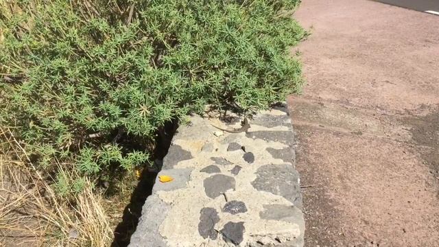 Тенерифе кормим ящериц манго и хлебом, а что обычно едят ещерицы кто знает? смотреть онлайн