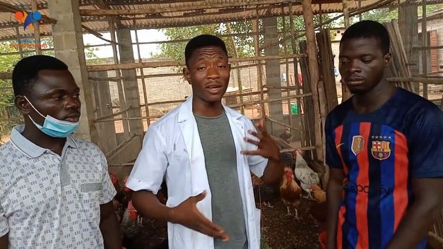 COMMENT améliorer LA PONTE des poulets goliath AUJOUD'HUI ? 3 ASTUCES (élevage de poulet goliath) смотреть онлайн