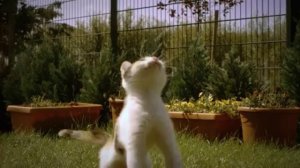 Un chat en slow motion