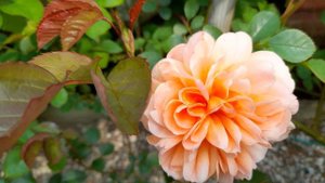 Rose Dame Judi Dench First blooms 2023