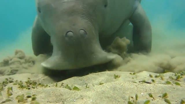 ДЮГОНЬ - Добродушная морская корова