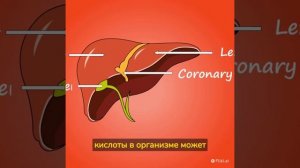 Как избавиться от похмелья с помощью янтарной кислоты