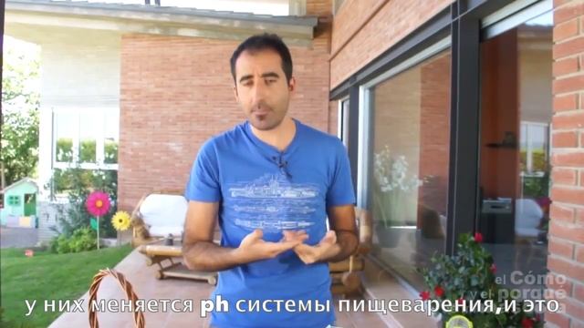 Натуральный корм для хомяков—питание