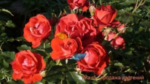 Роза флорибунда Нина Вейбул (rose nina weibull) ? обзор: как сажать, саженцы розы Нина Вейбул