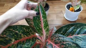 Обзор моих аглаонем