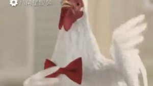 Курицы поют! Что будет дальше?!