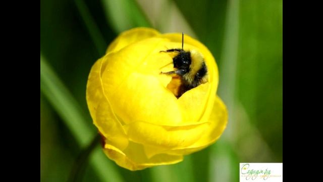 Тема: "Кладовая весны - цветы первоцвет. Подснежники" Педагог: Мадиярова Г.Р. смотреть онлайн
