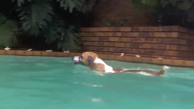 Zak Catch Catfish In Pool...