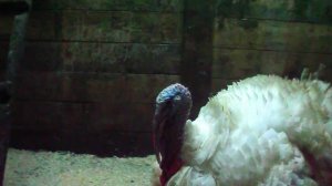 Индюк подпевает девочке, СУПЕР!