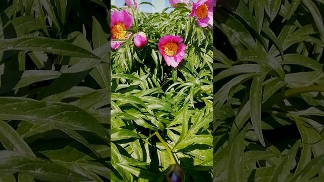 Пион уклоняющийся, или Пион необычайный, или Пион неправильный??