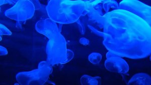 Медузы. Океан. Футаж. Хромакей. Для монтажа.