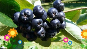 Арония черноплодная. Краткий обзор, описание характеристик aronia melanocarpa