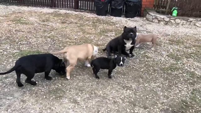 Американский булли щенки, покет, стандарт и классик, 4,1 месяца