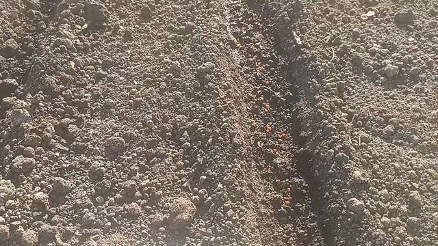 Сажаю морковь!?Что добавить в гряду?! смотреть онлайн