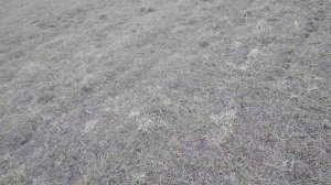 Как не надо делать! Поле укрытое эгилопсом! Палочка VS ... всего