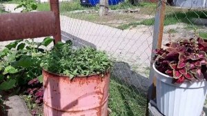 Не хотела стричь все петунии, но придётся Красавицы бегонии, лобелия, колеусы