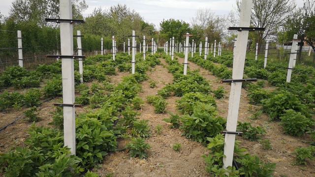 Малина маравилла смотреть онлайн