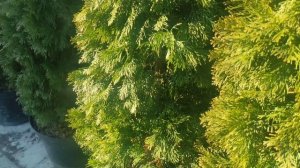 туя смарагд для живой изгороди .растояния между туями и забором и уход за туями