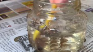 ??ТУТОРИАЛ КАК СДЕЛАТЬ ЗЕЛЬЕ СПОКОЙСТВИЯ??