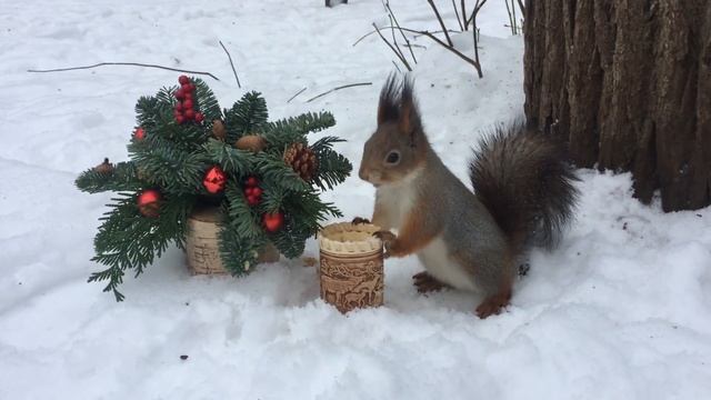 Новогодняя белочка в Нескучном саду смотреть онлайн