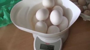 Взвешивание (сравнение) яйца кур пород Пушкинская и Ушанка