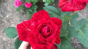 Роза Ред Интуишн ( Rose Red Intuition )  Растет в Киеве и на даче в Черниговской обл.