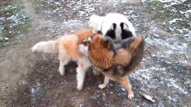 Хаски хотел вязку с дворнягой , но все пошло не по плану .