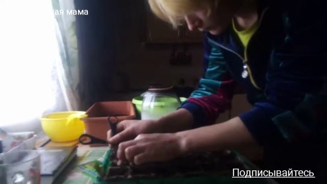 Перец балгарский "Сибирский князь, ягуар и богатырь" смотреть онлайн