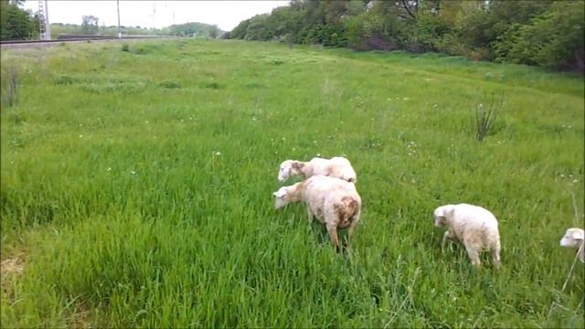 Управление пастбищем. Выпас скота и рациональное использование пастбищ. смотреть онлайн