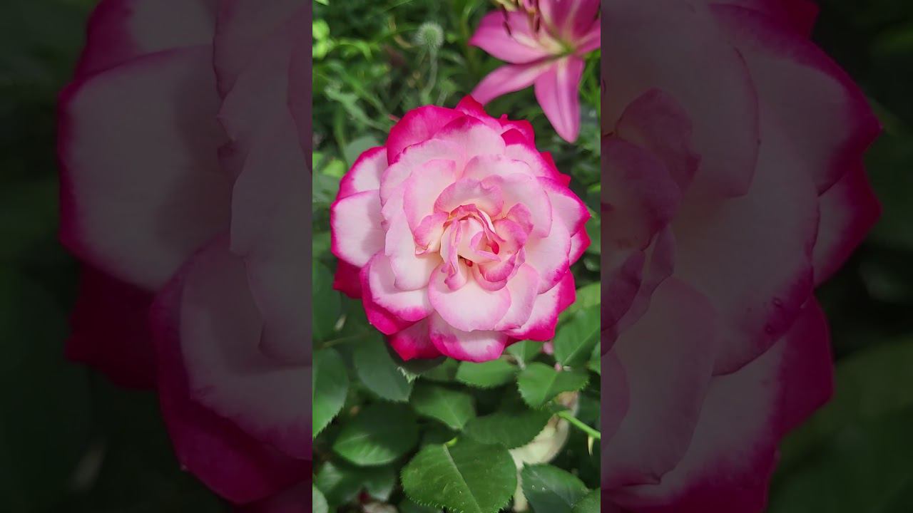 Роза Лавли Мейян. Саженцы. Спрашивайте каталог на вацап 89193271772 #клематисы #питомник смотреть онлайн