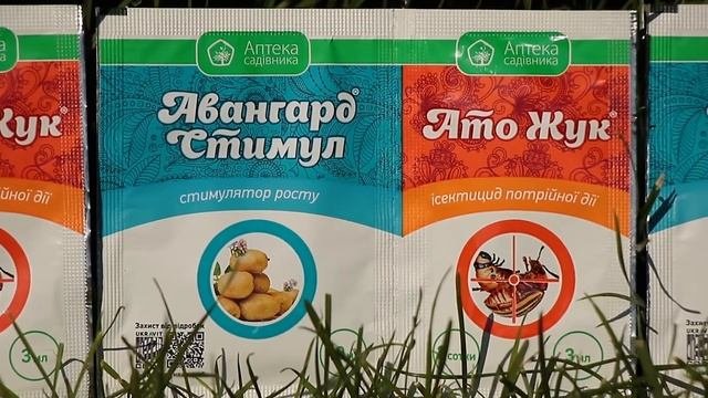 Самшитовая огневка. Как бороться?