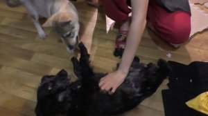 Знакомство взрослой собаки и щенка