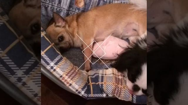 СОБАКА ВО СНЕ ВЫСОВЫВАЕТ ЯЗЫК./Тихий час моих собак/Lera Nikitina. смотреть онлайн