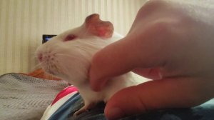 Морская свинка мурлычет и издает смешные звуки пока её гладят