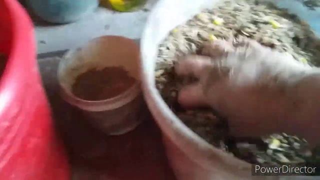 Необходимая Добавка,Соль для Кур Несушек/ Как Повысить Яйценоскость Кур?